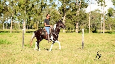 LEILONORTE - LOTE 08 : TUPÃ DA ESCADINHA - LEILÃO PRODUÇÃO HARAS ...