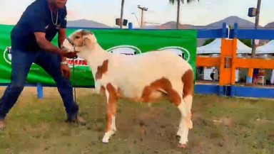 LEILONORTE - LOTE 12 : FD NOGUEIRA 23 - 1º LEILÃO NACIONAL DE ...