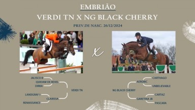 LEILONORTE - LOTE 06 : VERDI TN X NG BLACK CHERRY - LEILÃO BH FEST ...