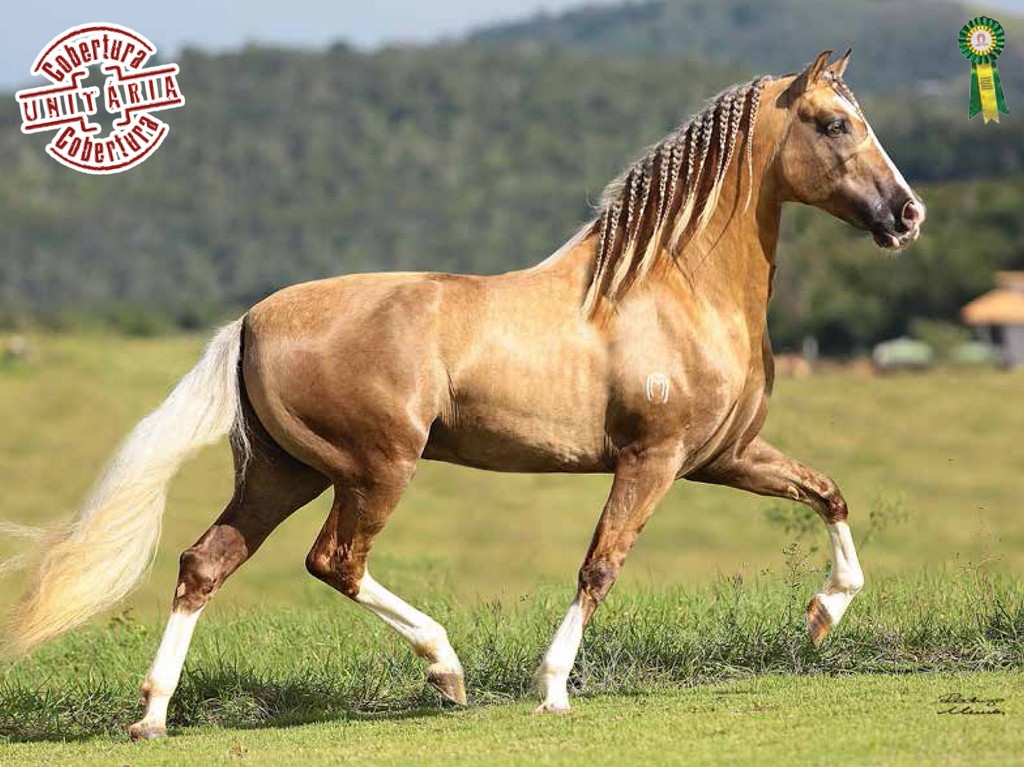 Ulisses e o Cavalo de Tróia - BYFURCAÇÃO - ASSOCIAÇÃO CULTURAL