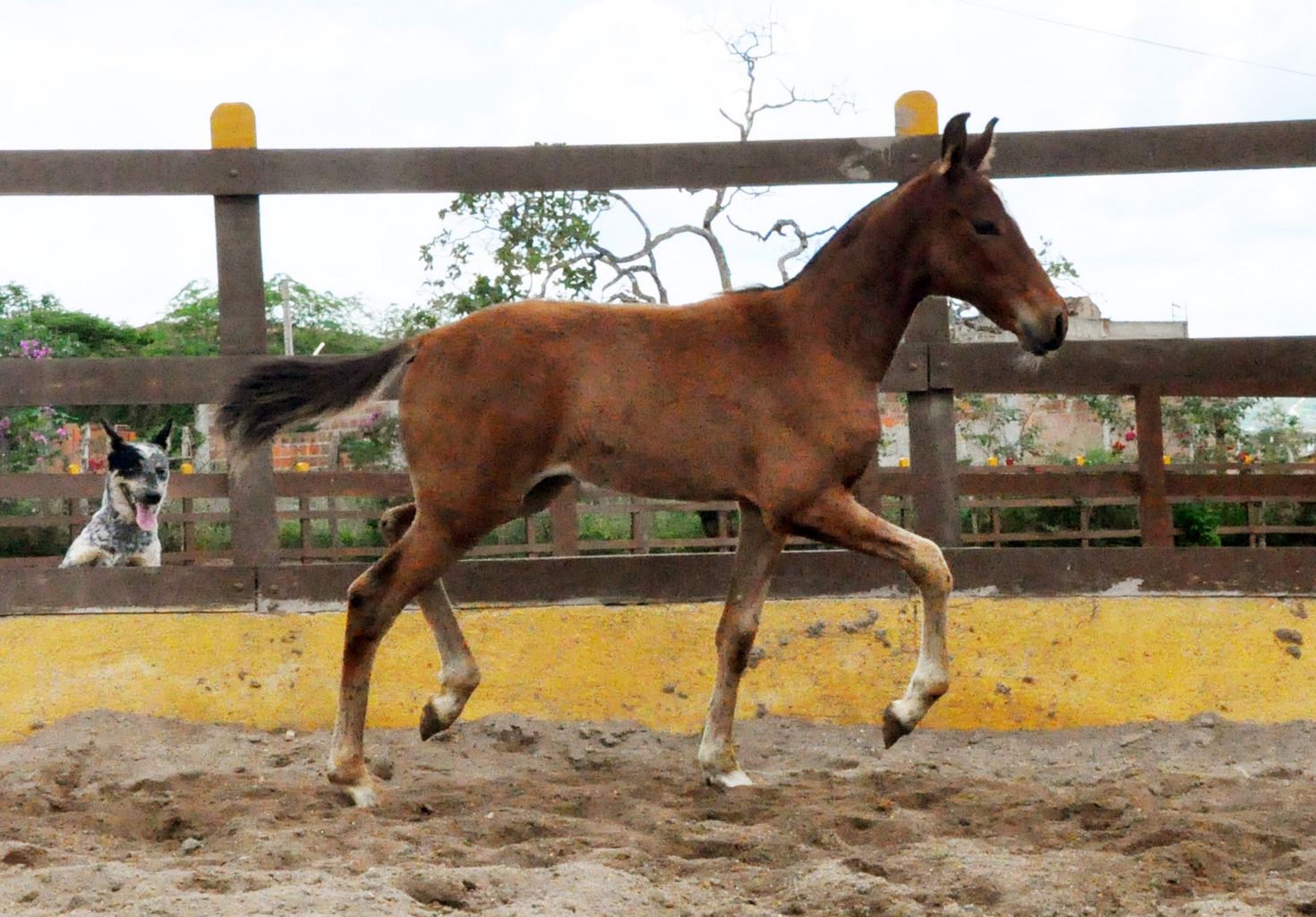 LEILÃO VIRTUAL DE ELITE 15 ANOS HARAS SERTÃ ASSESSORIA: JK E ULYSSES FILHO  CONSULTORIA - MANGALARGA MARCHADOR